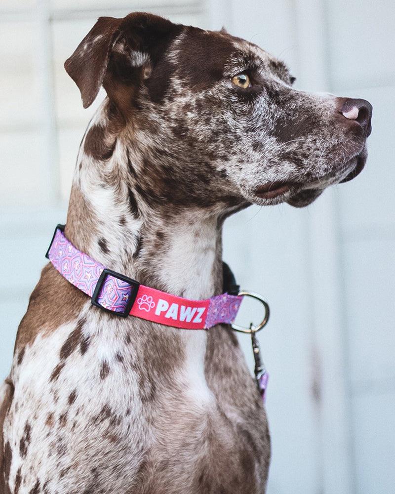 Pawz All Star Dog Collar - Pawz