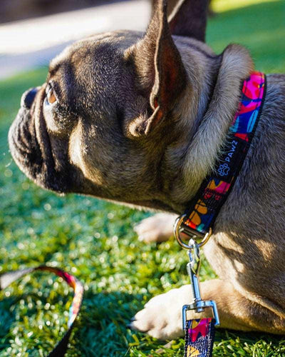 Pawz Kaleidoscope Dog Collar & Leash Set - Pawz